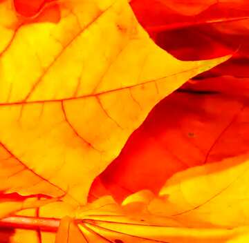 FX №19607 Image for profile picture Big autumn foliage.