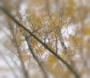 FX №19283 Image for profile picture Birches in autumn.