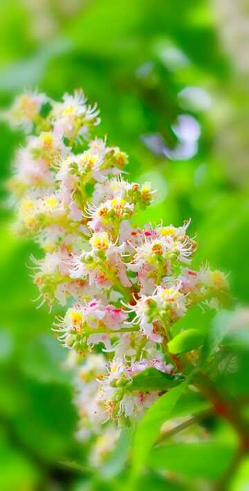 FX №19885 Image for profile picture Blossoming chestnut branch.