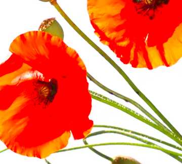 FX №19845 Image for profile picture Bouquet of poppies without background.