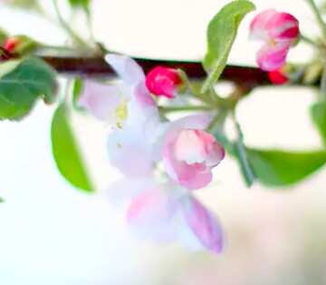 FX №19193 Image for profile picture A branch of blossoming Apple trees.