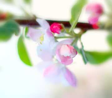 FX №19194 Image for profile picture A branch of blossoming Apple trees.