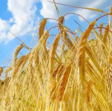 FX №19201 Image for profile picture Bread wheat to rye field.