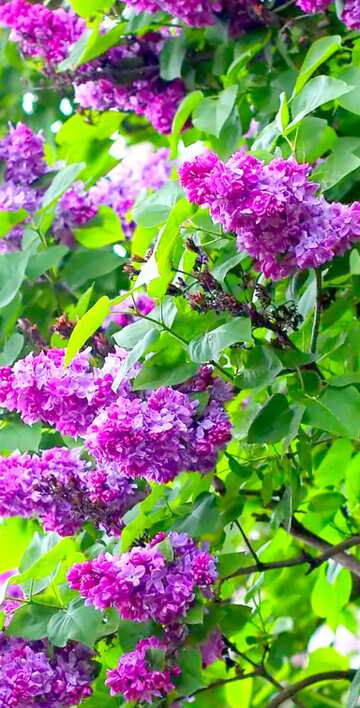 FX №19873 Image for profile picture Bright blossoming lilac bushes.
