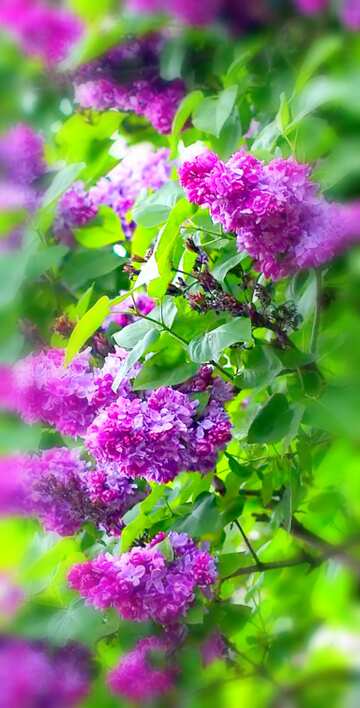 FX №19875 Image for profile picture Bright blossoming lilac bushes.