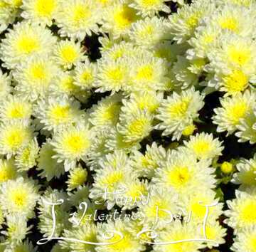 FX №19786 Image for profile picture Chrysanthemum much in the picture.