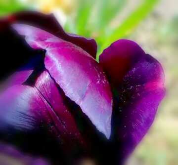 FX №19783 Image for profile picture Dark purple Tulip.