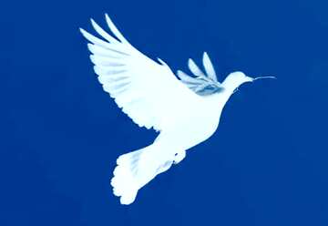 FX №19348 Image for profile picture Dove of peace.