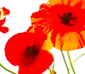 FX №19841 Image for profile picture Flowers of the poppies.