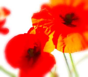 FX №19842 Image for profile picture Flowers of the poppies.