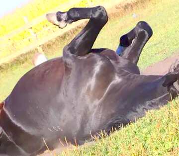 FX №19762 Image for profile picture Horse lying in the dust.