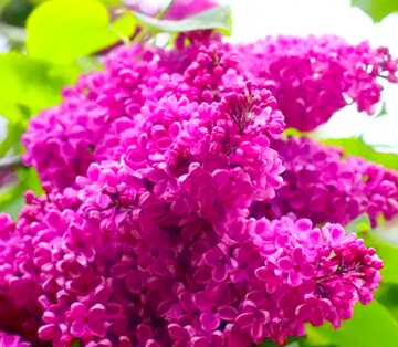 FX №19882 Image for profile picture Lilac flowering Bush.