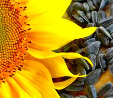 FX №19220 Image for profile picture Oil seed sunflower.