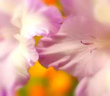 FX №19342 Image for profile picture Picture gladiolus for congratulations.