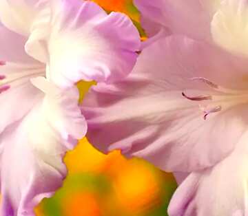 FX №19343 Image for profile picture Picture gladiolus for congratulations.