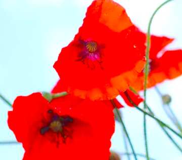 FX №19827 Image for profile picture Poppy flowers.