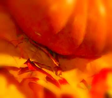 FX №19591 Image for profile picture Pumpkin on autumn leaves.