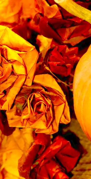FX №19703 Image for profile picture Pumpkin in the fall.