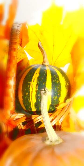 FX №19571 Image for profile picture Pumpkins in the fall.