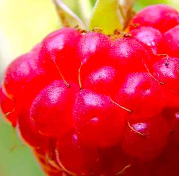FX №19286 Image for profile picture Raspberry close-up.