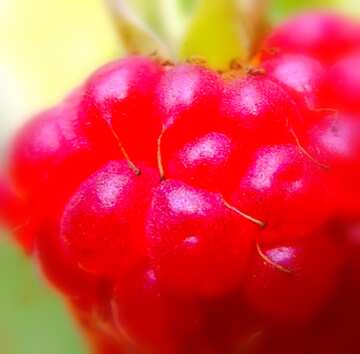 FX №19287 Image for profile picture Raspberry close-up.