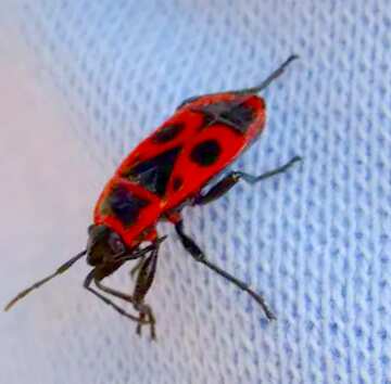 FX №19159 Image for profile picture Red beetle.