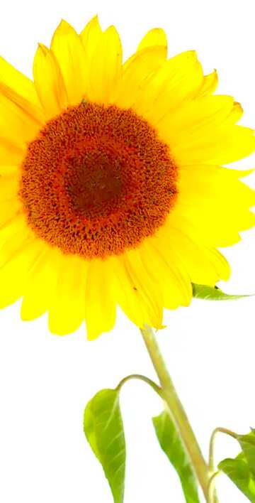 FX №19225 Image for profile picture Sunflower flower on isolated white background.