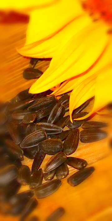 FX №19223 Image for profile picture Sunflower seeds.