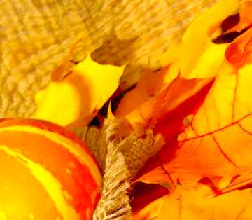 FX №19610 Image for profile picture Wallpaper with pumpkin and autumn leaves.