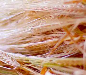 FX №19728 Image for profile picture Wheat ear.