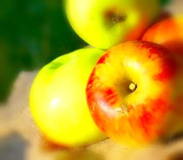 FX №19302 Immagine del profilo. Natura morta con mele.