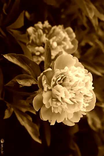 FX №19206 Monochrome. Flowers of peonies.
