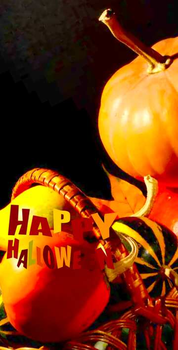 FX №19581 Image for profile picture Beautiful picture with pumpkins.