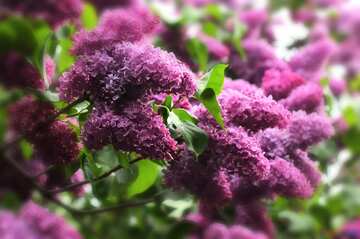 FX №19876 Red color. Lilac flowers.