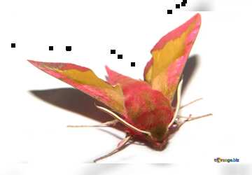FX №19379 Red night moth