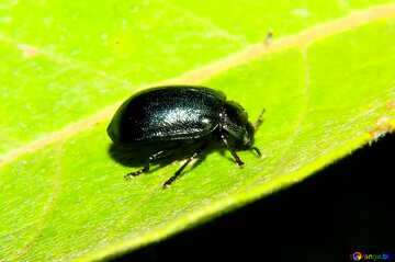 FX №19353 Small black beetle on leaf