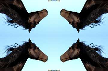 FX №19771 Texture. Black Horse portrait.
