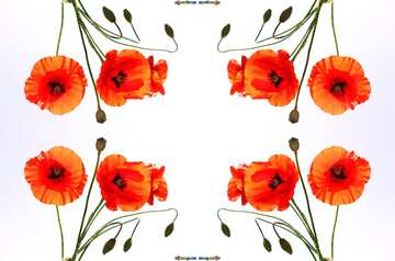 FX №19850 Texture. Bouquet of poppies in isolation.