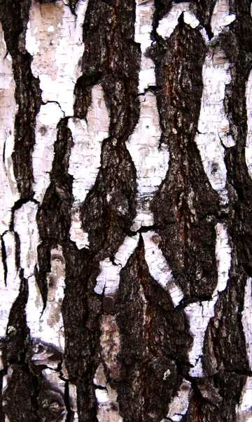 FX №19337 Texture.  Old birch. Texture ..