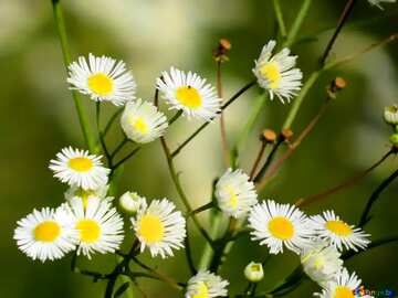 FX №19381 Wild flowers Chamomile