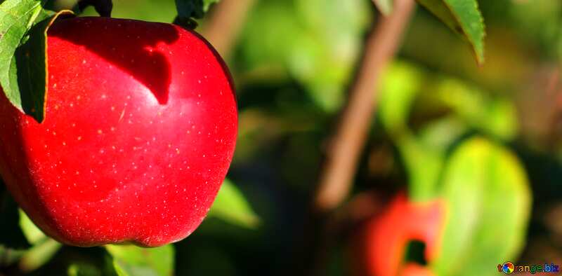 Abdeckung. Roter Apfel am Baum. №36968