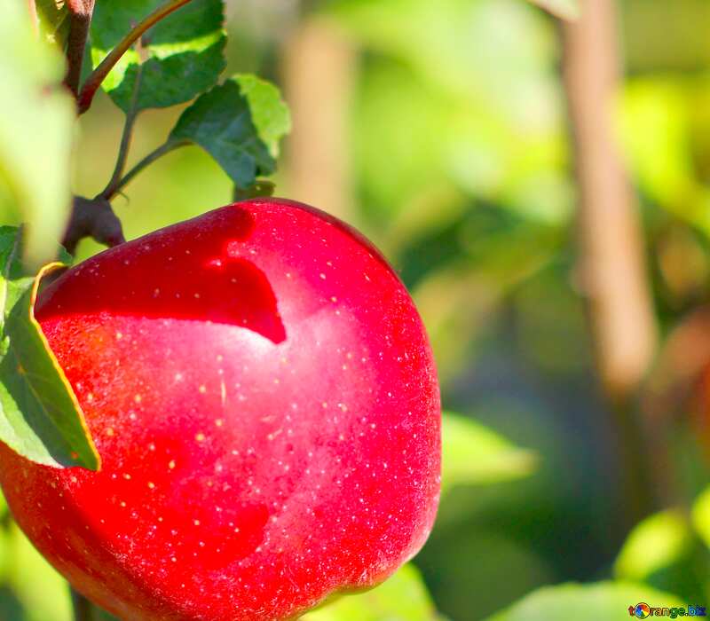 Bild für Profilbild. Roter Apfel am Baum. №36968