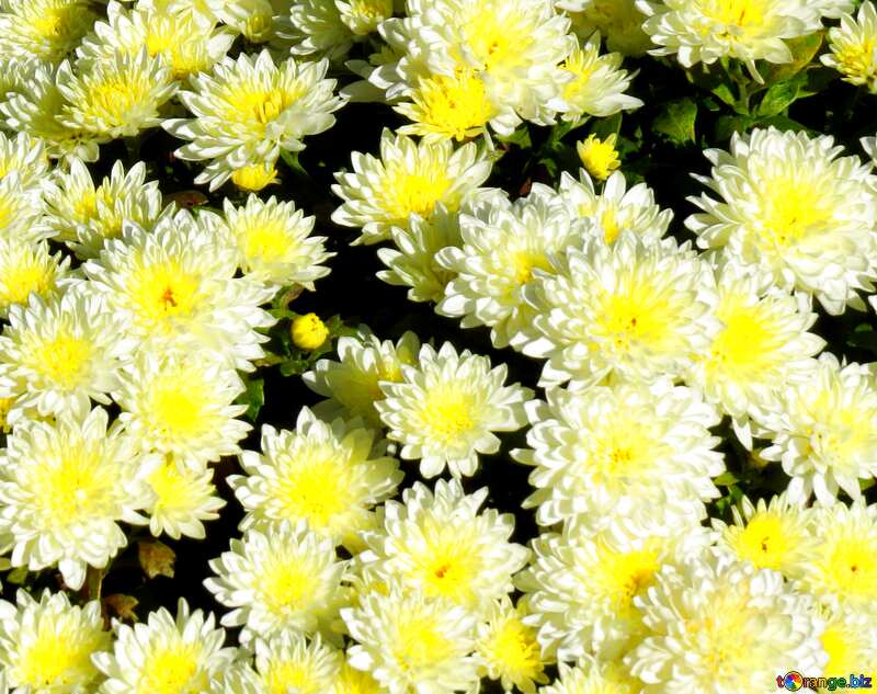 Blue color. Chrysanthemum much in the picture. №36898
