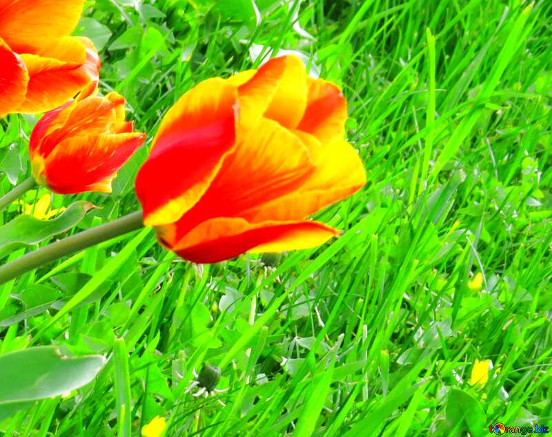 Blue color. Orange red Tulip. №31195