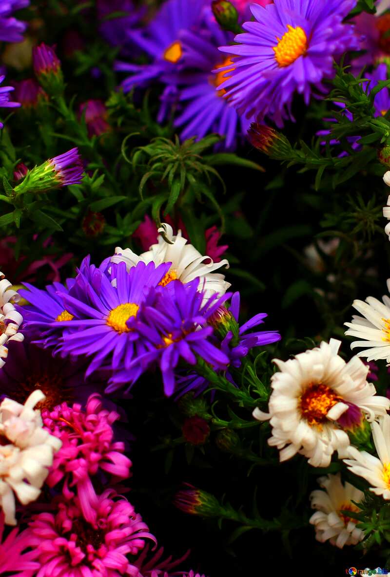 Bright colors. Bouquet of autumn flowers. №36284