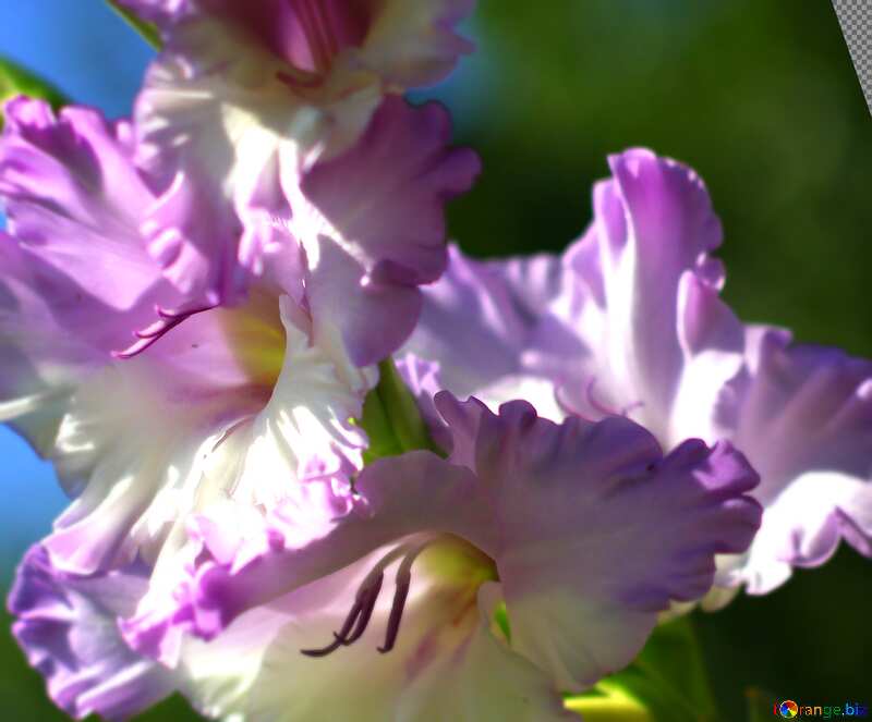 Cover. Autumn flower of gladiolus. №33485