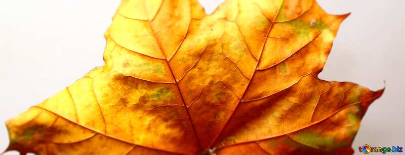 Cover. Autumn leaf. №37251