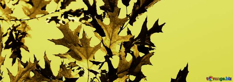 Cover. Autumn leaves on the desktop. №38530