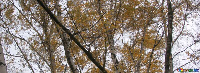 Cover. Birches in autumn. №3333