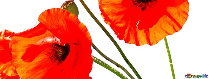 Cover. Bouquet of poppies without background. №37135